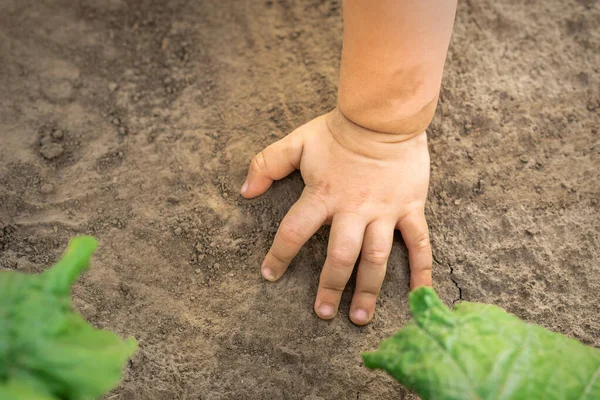 Close Hand Baby Touches Dry Soil Background Outdoors — Stock Photo, Image