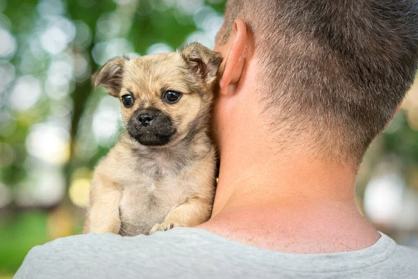 Close up of little purebred sad puppy sitting on shoulder of young man outdoors