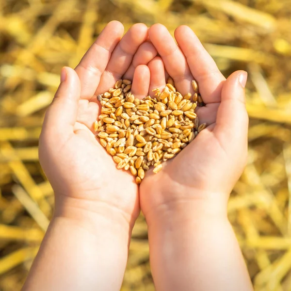 小麦のフィールドの背景に子供の手のひらの中に小麦 農業作物の概念 — ストック写真