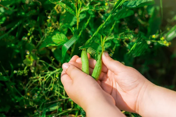 Fresh Pods Green Peas Hands Child Garden Summer — Stock Photo, Image