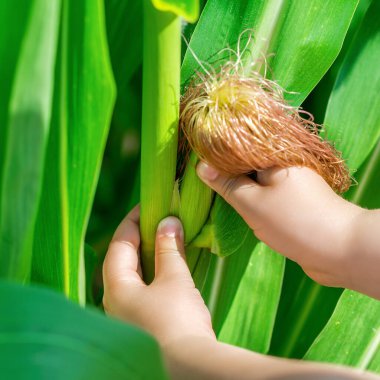 Bahçede büyüyen mısır koçanı yazın küçük bir çocuğun ellerinde.