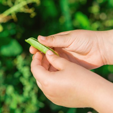 Yazın bahçede bir çocuğun elinde bezelye kabuğunu aç..