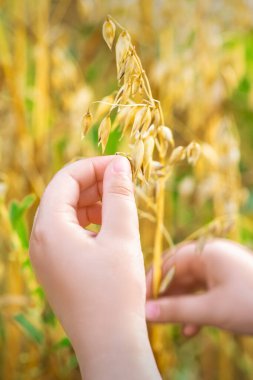 Yazın tarlada yulaf kulağı tutan çocuğun elini kapat..