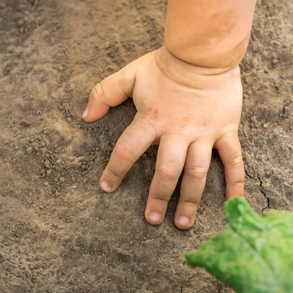 Close Hand Baby Touches Dry Soil Background Outdoors — Stock Photo, Image