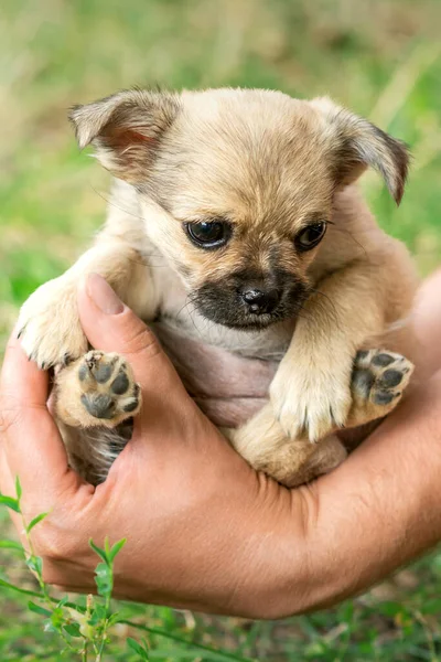 Close Little Purebred Sad Puppy Sitting Arms Man Outdoors — Stock Photo, Image