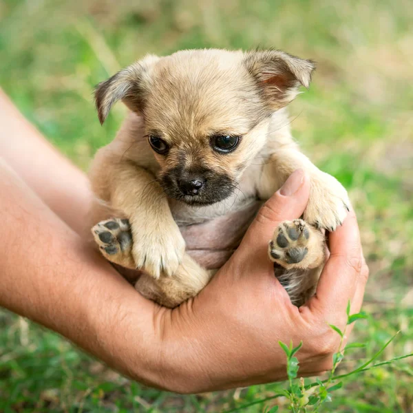 Close up of little purebred sad puppy sitting in the arms of a man outdoors.