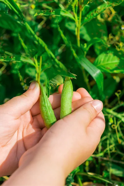 Fresh Pods Green Peas Hands Child Garden Summer — Stock Photo, Image