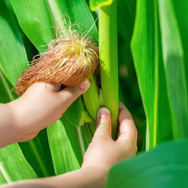 Close Cob Corn Growing Garden Hands Little Child Summer — Stock Photo, Image