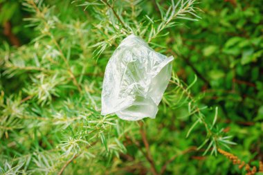 Parktaki yeşil köknar dalına asılı beyaz plastik torba.