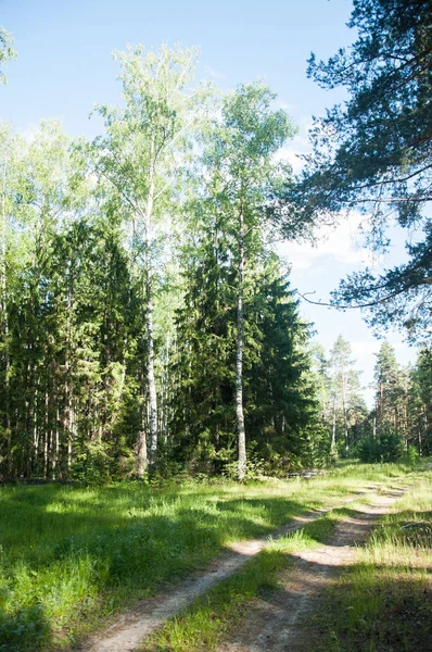 俄罗斯农村的绿色景观 — 图库照片