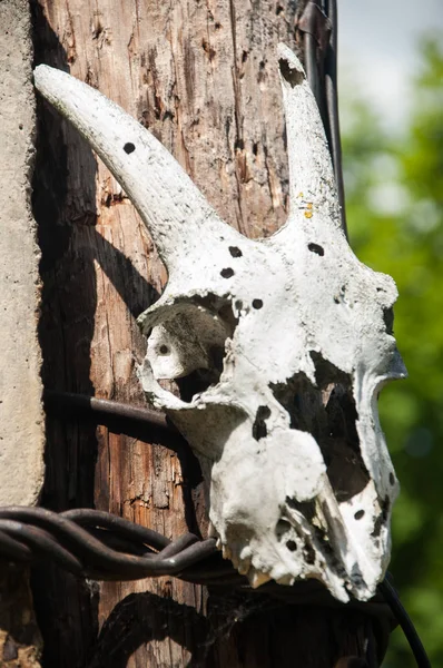 Crâne Animal Accroché Bâton — Photo