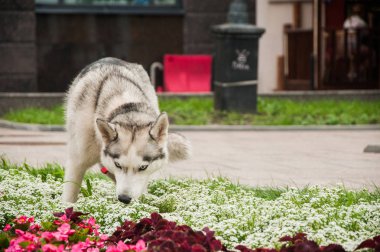 Alaskan Malamute çıtır