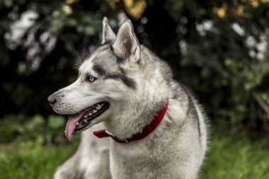 Alaskan Malamute çıtır