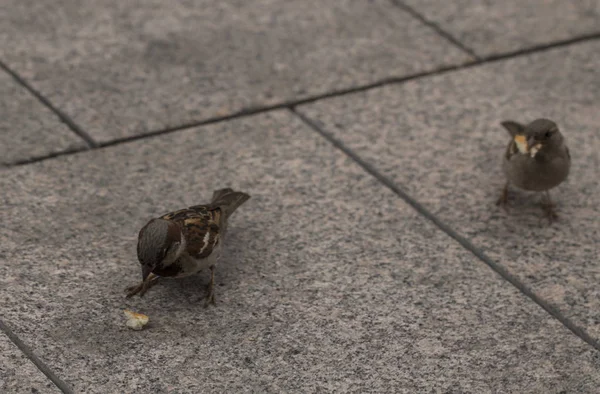 Spatzen Auf Der Straße Essen — Stockfoto