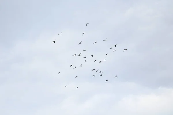 Pássaros Céu Voando — Fotografia de Stock