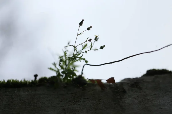 Зелений Мох Квіти Скелі — стокове фото