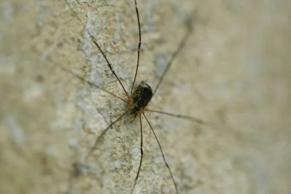 Örümcekler bir duvar. Makro