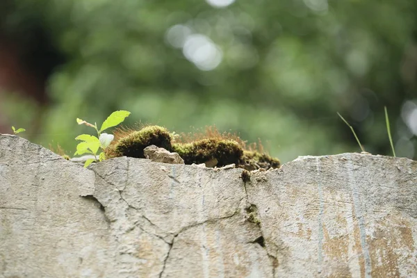 Grön Mossa Och Blommor Rock — Stockfoto