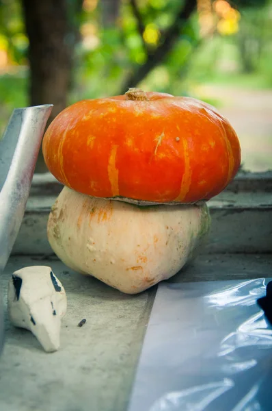 Extraña Calabaza Blanca Amarilla Ventana — Foto de Stock