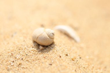 Seashell bir kum Plajı üzerinde