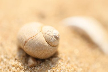 Seashell bir kum Plajı üzerinde