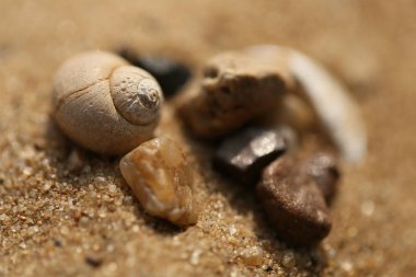 Seashell bir kum Plajı üzerinde