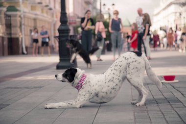 Sokakta numaralar gösteren siyah beyaz bir köpek. 