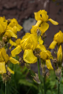 Sarı süsen çiçekleri açık havada, arkasında tuğla duvarla