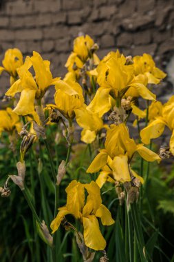 Sarı süsen çiçekleri açık havada, arkasında tuğla duvarla