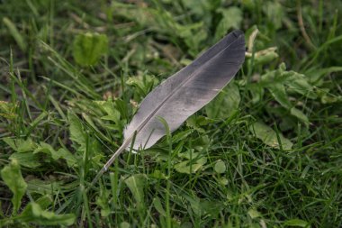 Yeşil çimlerde gri kuş tüyü