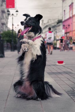 Sokakta numaralar gösteren siyah beyaz bir köpek. 