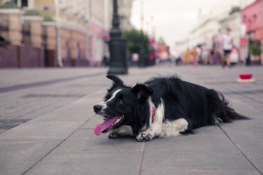 Sokakta numaralar gösteren siyah beyaz bir köpek. 