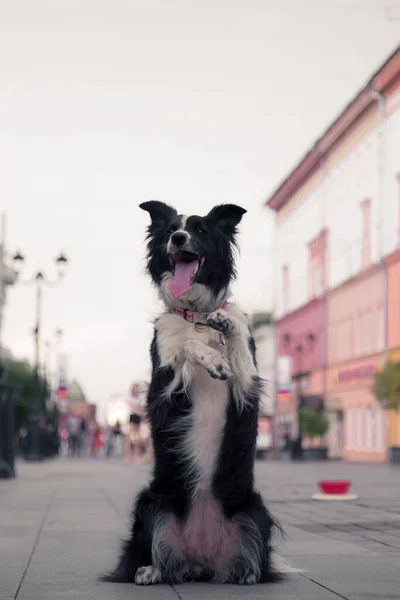 A black and white dog showing tricks on a street