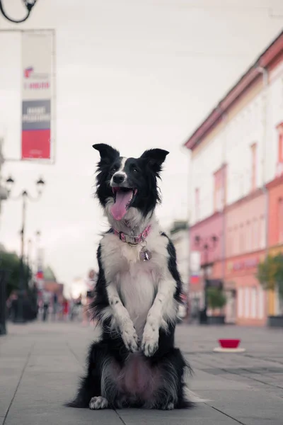 A black and white dog showing tricks on a street