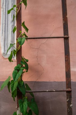 Merdivenlerde yalnız yeşil sarmaşık