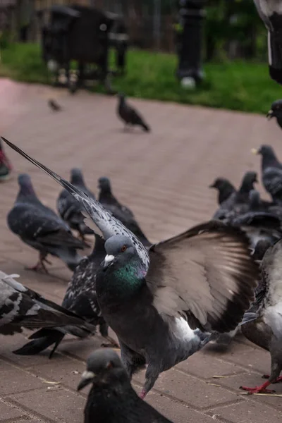 Pigeons Extérieur Dans Parc Été — Photo