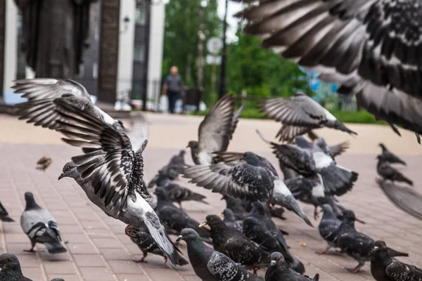 Pigeons Outdoors Park Summer — Stock Photo, Image