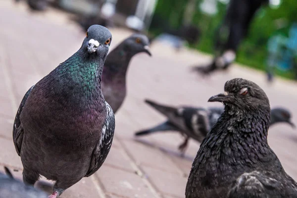 Yazın dışarıda parkta güvercinler.