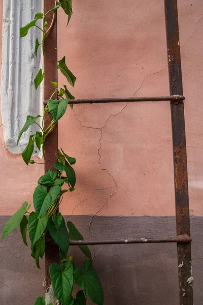 Merdivenlerde yalnız yeşil sarmaşık