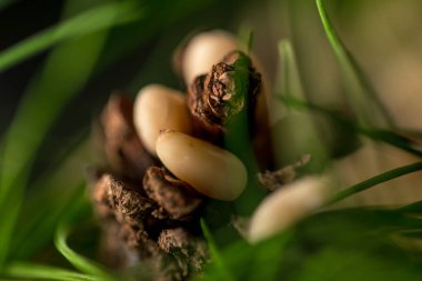 Çekirdekli sedir konisi makro