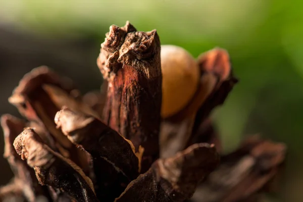 Cedro Cono Con Semi Macro — Foto Stock