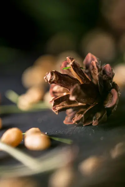 Cedro Cono Con Semi Macro — Foto Stock