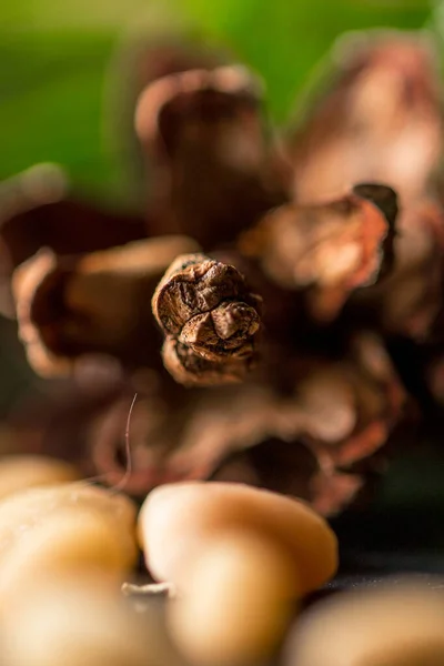 Cederträ Kon Med Frön Makro — Stockfoto