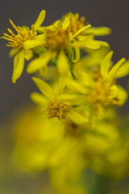 Bokeh 'li küçük sarı çiçek