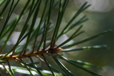 Çam ağacı makroyu bokeh ile iğneledi