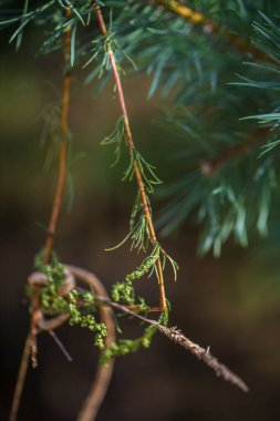Çam ağacı makroyu bokeh ile iğneledi