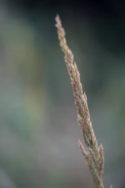 Uzun, yalnız, tüylü saman ve bokeh