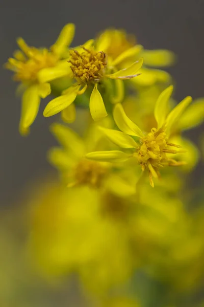Bokeh Küçük Sarı Çiçek — Stok fotoğraf