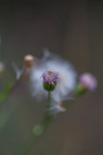 Bokeh 'li mor burdock çiçekleri