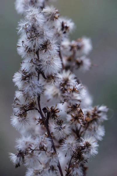 Fleurs Blanches Séchées Moelleuses Macro — Photo